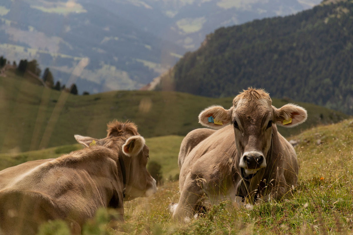 Alpenkaas is een product
